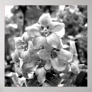 Irland Flowers Poster