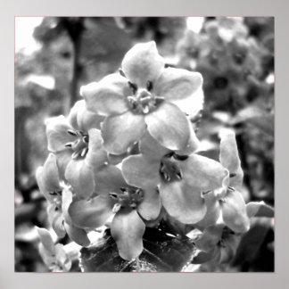Irland Flowers Poster