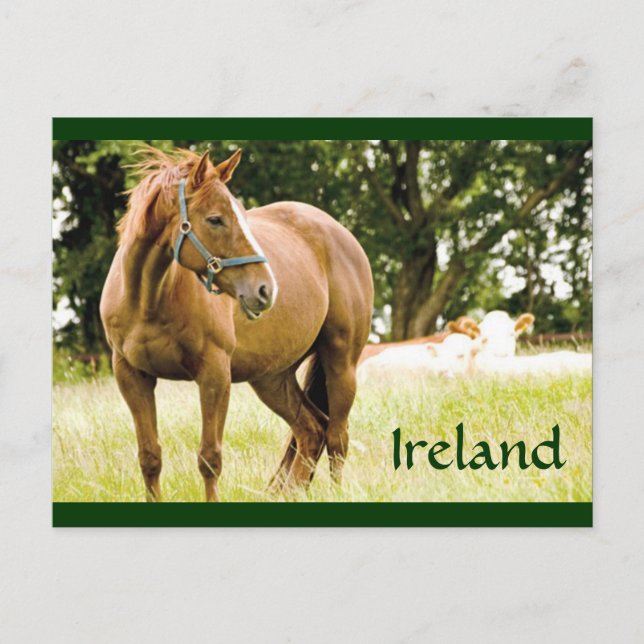 Irland (häst i Fält) vykort (Framsida)