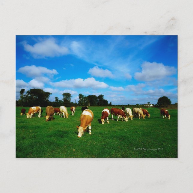 Irland, nötkreatursbesättning, bete vykort (Framsida)