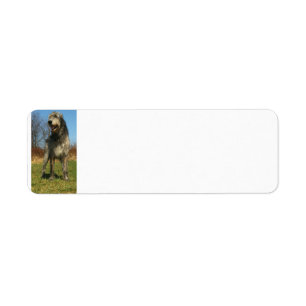 irländare-wolfhound-fullt returadress etikett