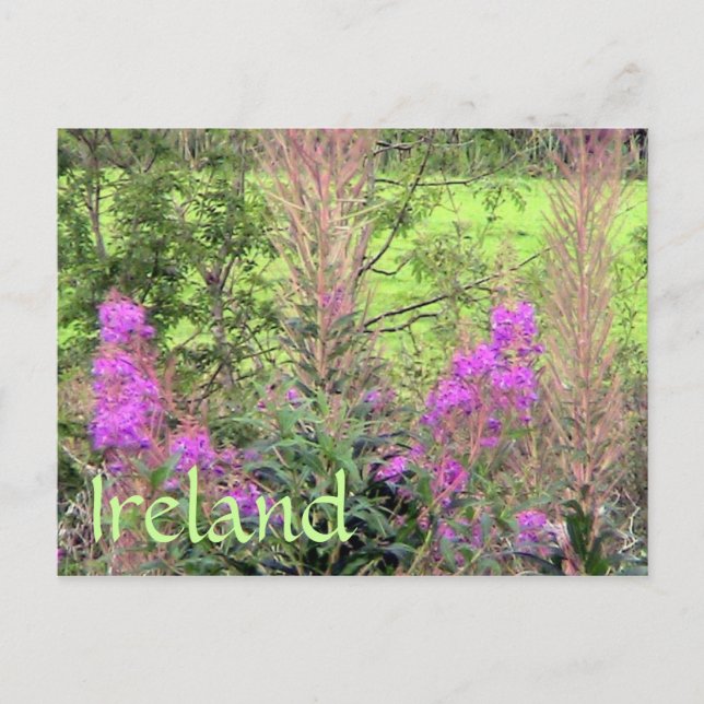 Irlands Heather Postcard Vykort (Framsida)