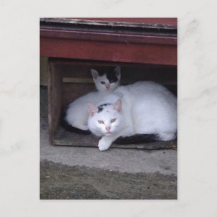 Irlands katter tar en hyllning på en regndag i Irl Vykort