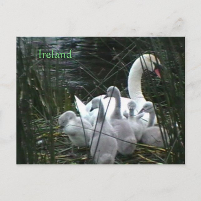 Irlands vykort (Framsida)