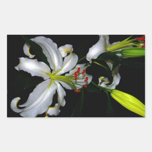 Irländsk design för märken och blommor (Framsida)