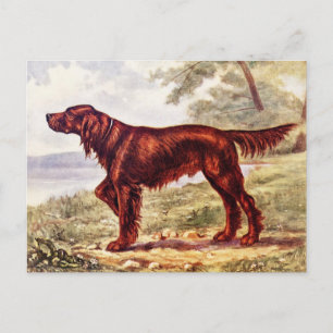 Irländsk Setter 1900 Illustration av Sporthund Vykort