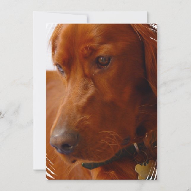 Irländsk Setter-inbjudan Inbjudningar (Framsida)