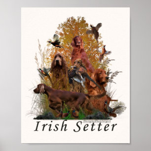 Irländsk setter  poster