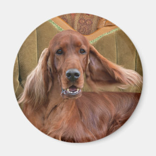 Irländsk setter, Sophie Magnet