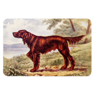 Irländsk Setterillustration 1900 av den sportslig Magnet