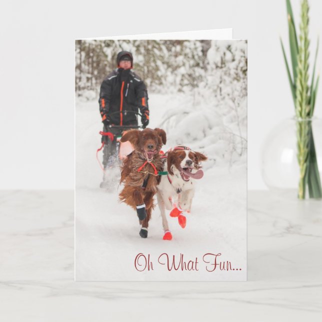 Irländsk SetterSleddog julkort Helgkort (Framsida)