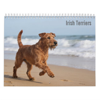 Irländsk Terrier 2027 Kalender