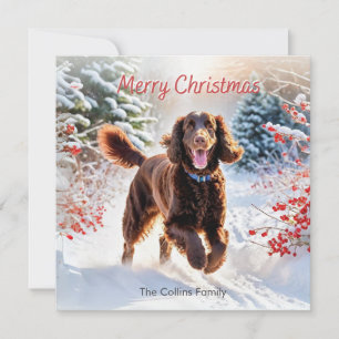 Irländsk vattenspaniel i snö Julen glad jul