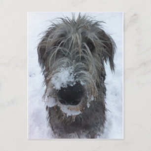 irländsk wolfhound som leker i snön vykort