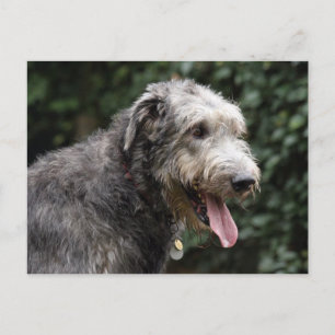 irländsk wolfhound vykort