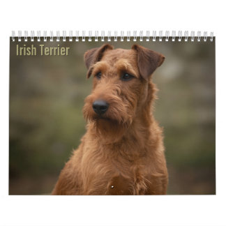 Irländska Terrier 2027 Väggkalender Kalender