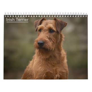 Irländska Terriers 2027 Väggkalender Kalender