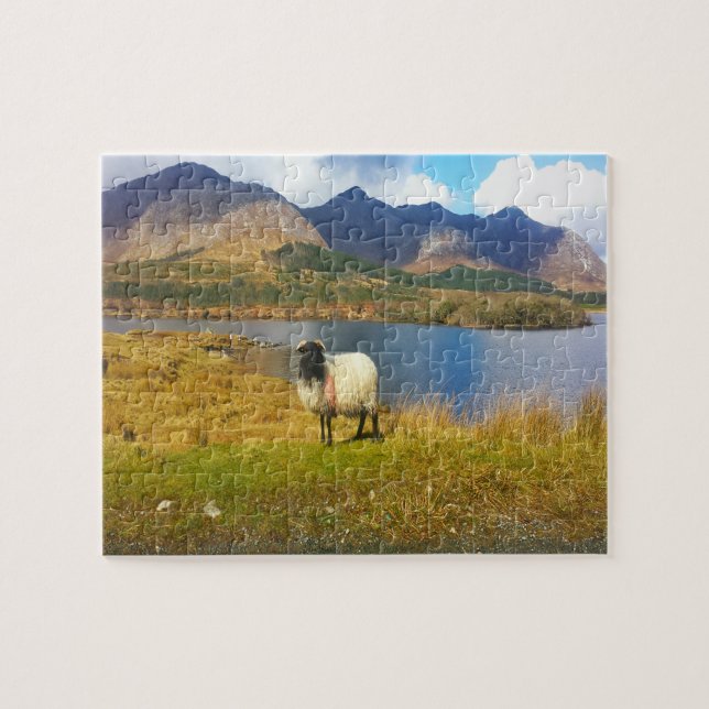 Irländska ulliga får Galway Irland. Pussel (Horisontell)