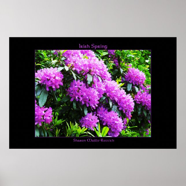 Irländska Vår Poster utskrift (Framsidan)