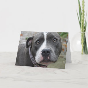 Irländskt kort för födelsedag för hund för