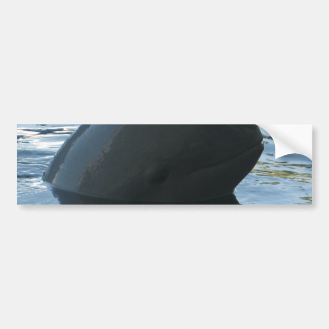 Irrawaddy Dolphin Peek-A-Boo Bildekal (Framsidan)
