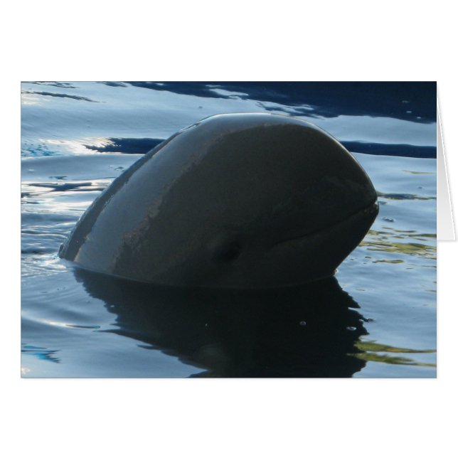 Irrawaddy Dolphin Peek-A-Boo Card Hälsningskort (Framsidan Horizontal)