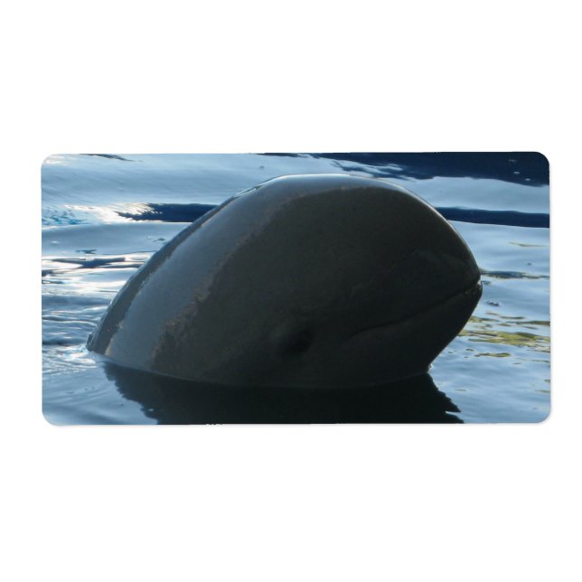 Irrawaddy Dolphin Peek-A-Boo Fraktsedel (Framsidan)
