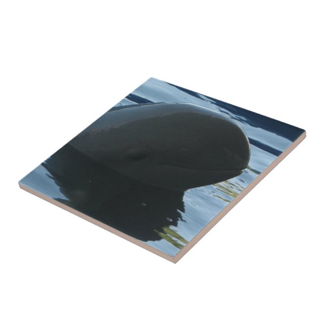 Irrawaddy Dolphin Peek-A-Boo Kakelplatta (Sidan)