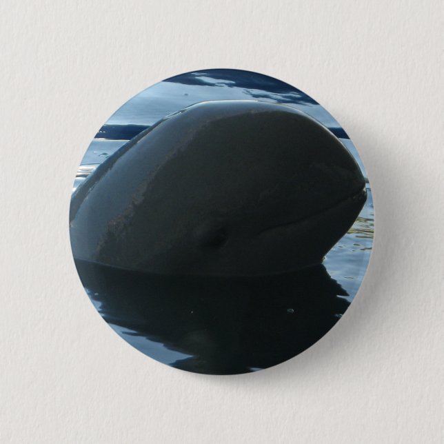 Irrawaddy Dolphin Peek-A-Boo Knapp (Framsida)