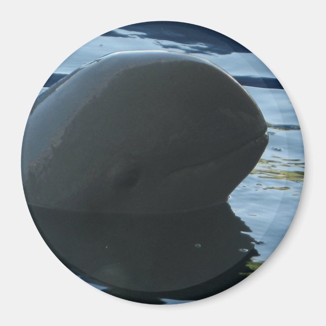 Irrawaddy Dolphin Peek-A-Boo Magnet (Framsidan)