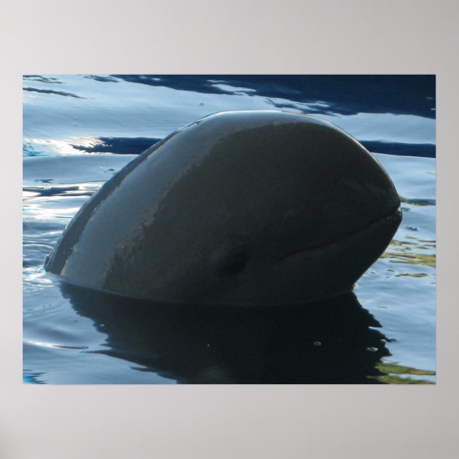 Irrawaddy Dolphin Peek-A-Boo Poster (Framsidan)