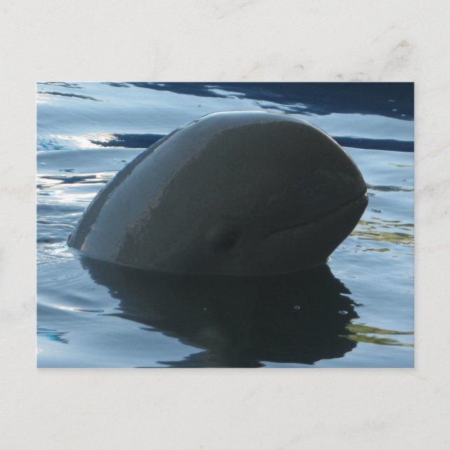 Irrawaddy Dolphin Peek-A-Boo Vykort (Framsida)