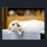 Irresistible...huggable, lovable kitty cat poster<br><div class="desc">Irresistible... huggable,  lovable kitty cat.</div>