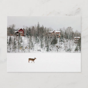 Is & Snö Renar i Snö Quebec, Kanada Vykort