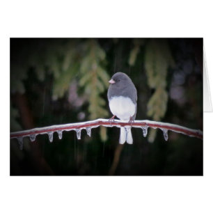 Isbalans - Junco Bird Hälsningskort