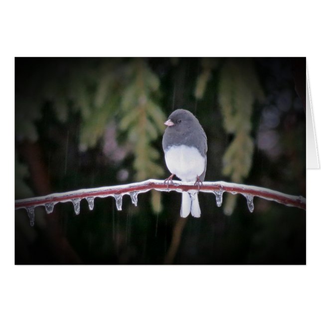 Isbalans - Junco Bird Hälsningskort (Framsidan Horizontal)