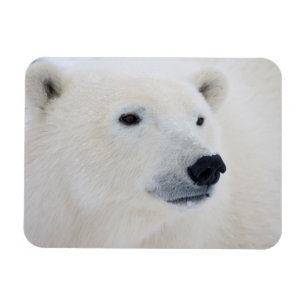 Isbjörn Churchill Magnet