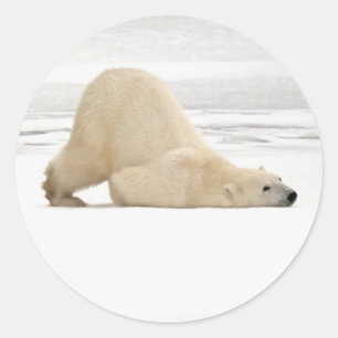 Isbjörn kliar sig på frusen tundra runt klistermärke