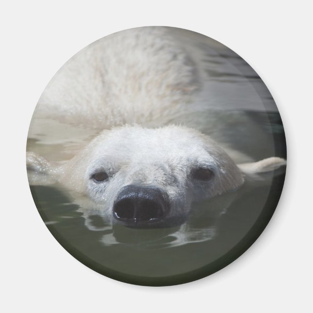 Isbjörn Magnet (Framsidan)