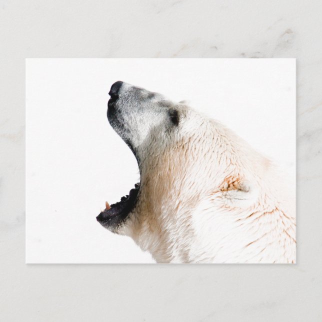 Isbjörn morrande vykort (Framsida)