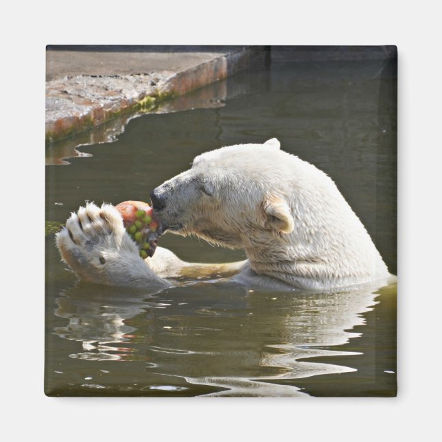 Isbjörn som äter frukt-emblem magnet (Framsidan)