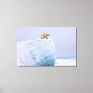 isbjörn, Ursus maritimus Canvastryck