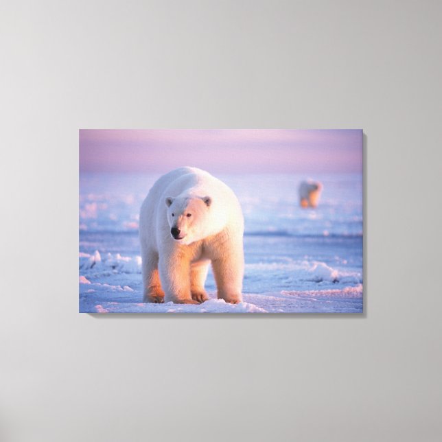 isbjörn, Ursus maritimus Canvastryck (Framsida)