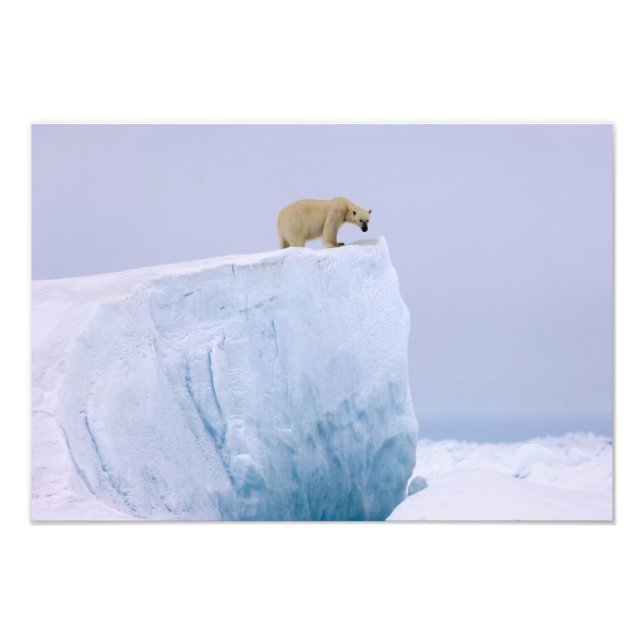 isbjörn, Ursus maritimus Fototryck (Framsidan)