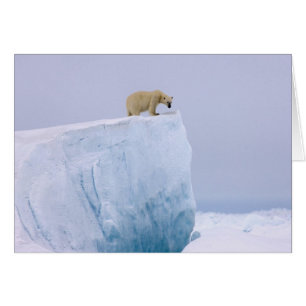 isbjörn, Ursus maritimus Hälsningskort