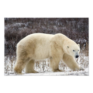 Isbjörn Ursus maritimus) i Churchill Fototryck