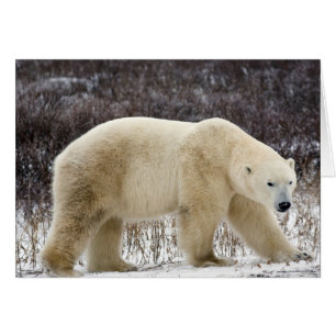 Isbjörn Ursus maritimus) i Churchill Hälsningskort