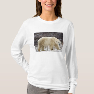 Isbjörn Ursus maritimus) i Churchill T-shirt