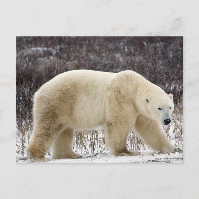 Isbjörn Ursus maritimus) i Churchill Vykort (Framsida)