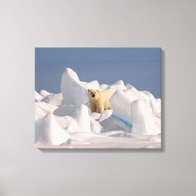 isbjörn, Ursus maritimus, i ojämn is Canvastryck (Framsida)